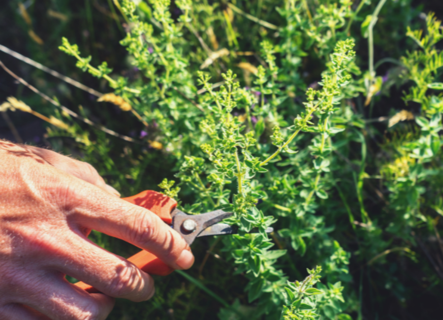 The Surprising History of Oregano Oil