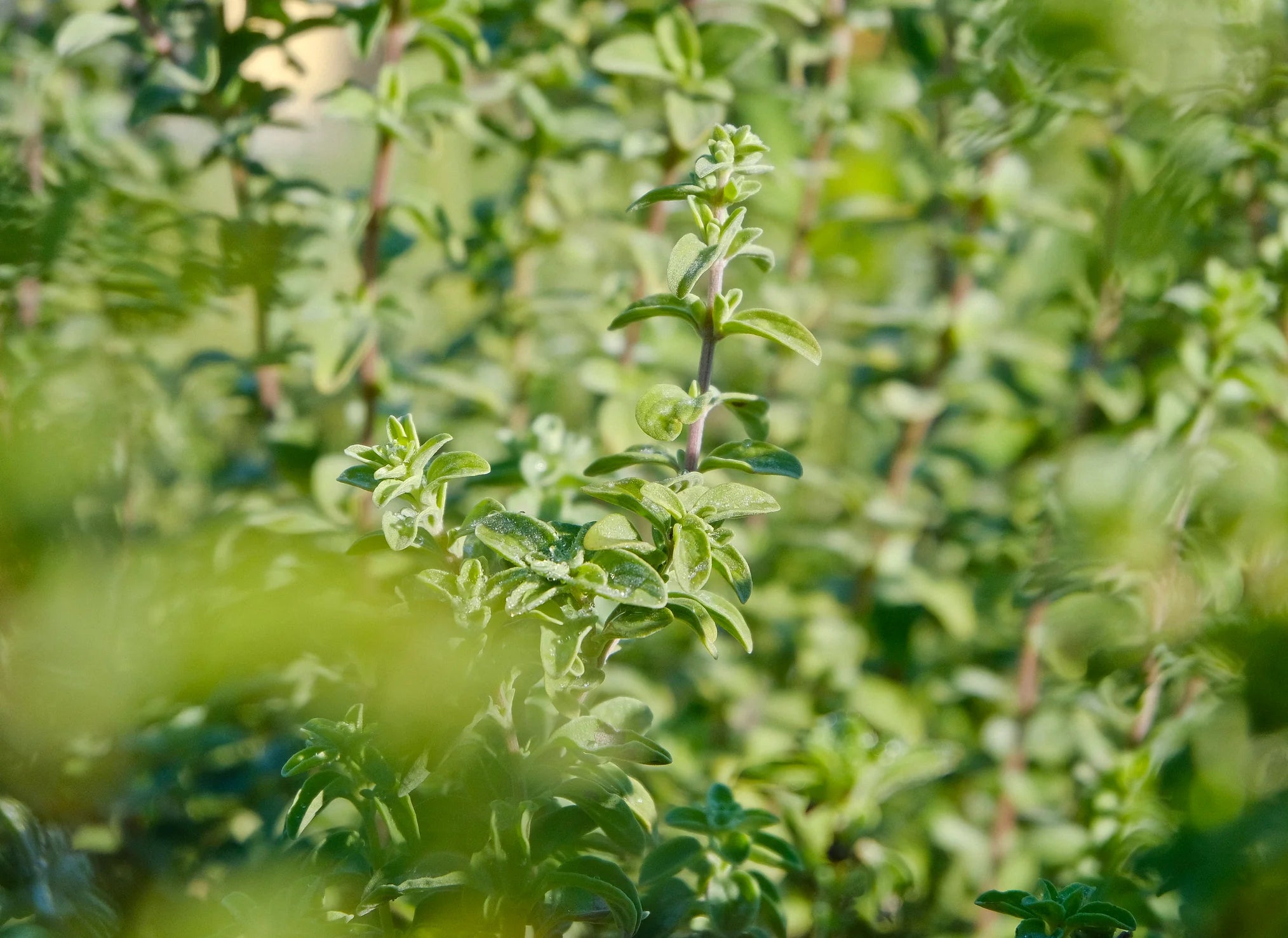 Five Reasons to Use Oregano Oil Everyday